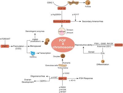 Current understanding of the genomic abnormities in premature ovarian failure: chance for early diagnosis and management
